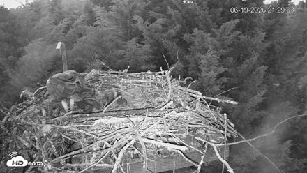 Medina Washington Live Osprey Nest Webcam - Jun 19, 2026, 9:30pm PDT