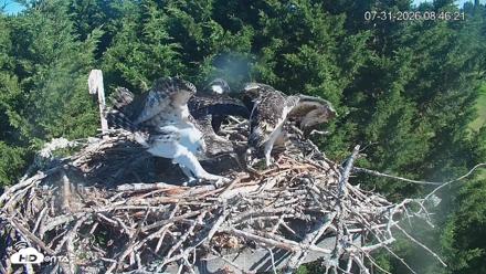 Medina Washington Live Osprey Nest Webcam - Jul 31, 2026, 8:47am PDT