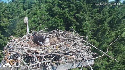 Medina Washington Live Osprey Nest Webcam - May 21, 2026, 10:28am PDT