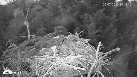 Medina Washington Live Osprey Nest Webcam - Aug 7, 2026, 8:50pm PDT