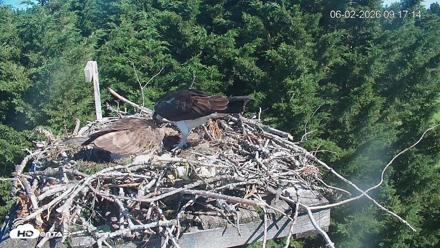 Medina Washington Live Osprey Nest Webcam - Jun 2, 2026, 9:17am PDT
