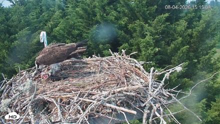 Medina Washington Live Osprey Nest Webcam - Aug 4, 2026, 3:18pm PDT