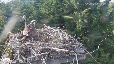 Medina Washington Live Osprey Nest Webcam - Apr 24, 2026, 6:00pm PDT