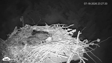 Medina Washington Live Osprey Nest Webcam - Jul 18, 2026, 11:28pm PDT