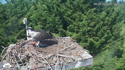 Medina Washington Live Osprey Nest Webcam - Aug 30, 2026, 1:39pm PDT