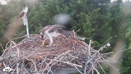 Medina Washington Live Osprey Nest Webcam - Aug 6, 2026, 8:16pm PDT