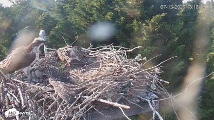 Medina Washington Live Osprey Nest Webcam - Jul 13, 2026, 6:17pm PDT