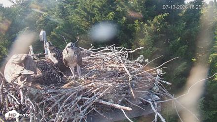 Medina Washington Live Osprey Nest Webcam - Jul 13, 2026, 6:26pm PDT
