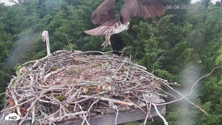Medina Washington Live Osprey Nest Webcam - Jun 8, 2026, 7:27am PDT