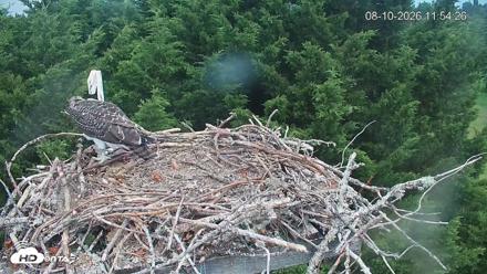 Medina Washington Live Osprey Nest Webcam - Aug 10, 2026, 11:55am PDT