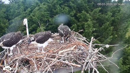 Medina Washington Live Osprey Nest Webcam - Aug 1, 2026, 10:38am PDT