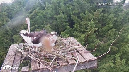 Medina Washington Live Osprey Nest Webcam - Apr 14, 2026, 6:55am PDT