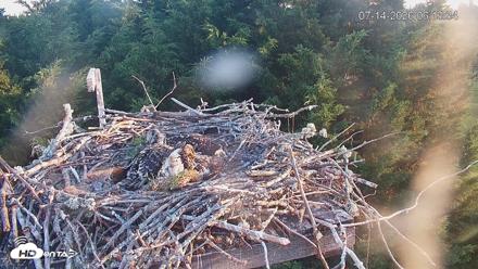Medina Washington Live Osprey Nest Webcam - Jul 14, 2026, 6:14am PDT