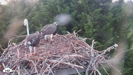 Medina Washington Live Osprey Nest Webcam - Aug 7, 2026, 8:24pm PDT