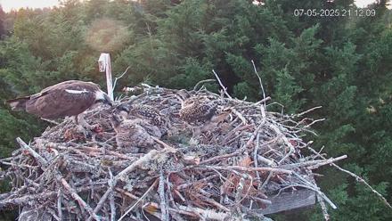 Medina Washington Live Osprey Nest Webcam - Jul 5, 2025, 9:12pm PDT