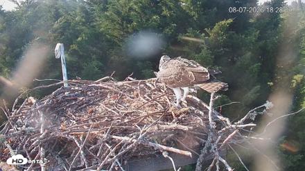Medina Washington Live Osprey Nest Webcam - Aug 7, 2026, 6:29pm PDT