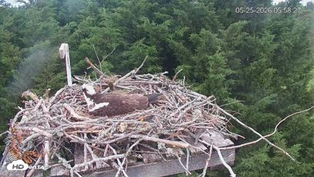 Medina Washington Live Osprey Nest Webcam - May 25, 2026, 5:59am PDT