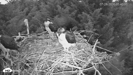 Medina Washington Live Osprey Nest Webcam - Jul 28, 2026, 5:41am PDT