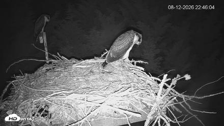 Medina Washington Live Osprey Nest Webcam - Aug 12, 2026, 10:46pm PDT