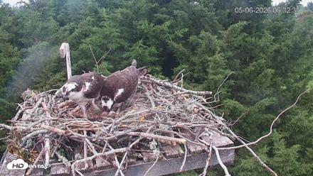 Medina Washington Live Osprey Nest Webcam - May 6, 2026, 6:33am PDT