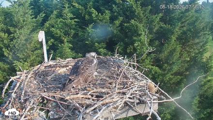 Medina Washington Live Osprey Nest Webcam - Aug 18, 2026, 7:57am PDT