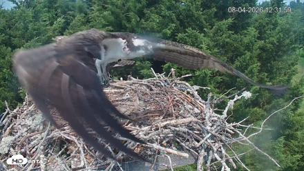 Medina Washington Live Osprey Nest Webcam - Aug 4, 2026, 12:32pm PDT