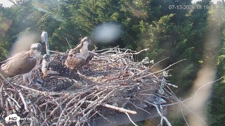 Medina Washington Live Osprey Nest Webcam - Jul 13, 2026, 6:19pm PDT