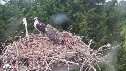 Medina Washington Live Osprey Nest Webcam - Aug 10, 2026, 8:59am PDT