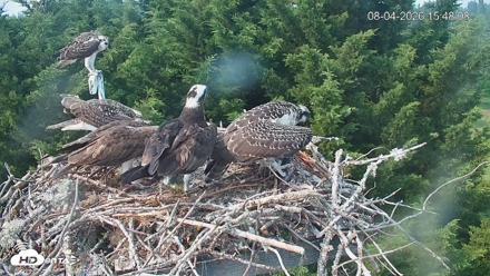 Medina Washington Live Osprey Nest Webcam - Aug 4, 2026, 3:48pm PDT