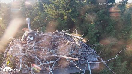 Medina Washington Live Osprey Nest Webcam - Apr 25, 2026, 7:30pm PDT