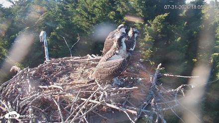 Medina Washington Live Osprey Nest Webcam - Jul 31, 2026, 6:05pm PDT