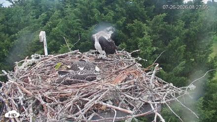 Medina Washington Live Osprey Nest Webcam - Jul 26, 2026, 8:28am PDT
