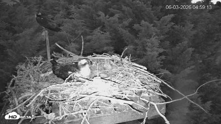 Medina Washington Live Osprey Nest Webcam - Jun 3, 2026, 4:59am PDT