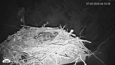 Medina Washington Live Osprey Nest Webcam - Jul 5, 2026, 4:11am PDT