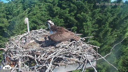 Medina Washington Live Osprey Nest Webcam - Jun 12, 2026, 9:50am PDT