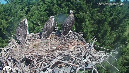 Medina Washington Live Osprey Nest Webcam - Jul 29, 2026, 10:32am PDT
