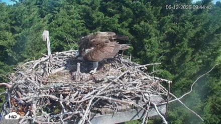 Medina Washington Live Osprey Nest Webcam - Jun 12, 2026, 9:45am PDT