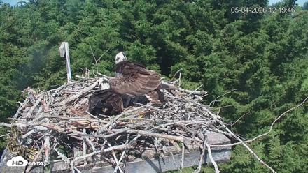 Medina Washington Live Osprey Nest Webcam - May 4, 2026, 12:21pm PDT