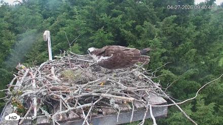 Medina Washington Live Osprey Nest Webcam - Apr 27, 2026, 9:41am PDT