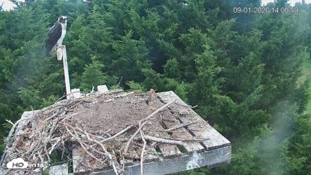 Medina Washington Live Osprey Nest Webcam - Sep 1, 2026, 2:01pm PDT