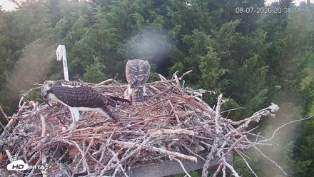 Medina Washington Live Osprey Nest Webcam - Aug 7, 2026, 8:39pm PDT