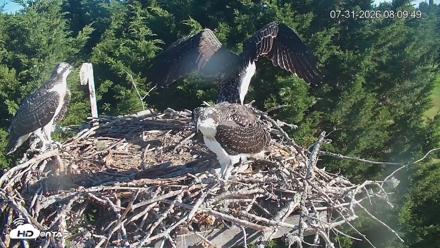 Medina Washington Live Osprey Nest Webcam - Jul 31, 2026, 8:10am PDT