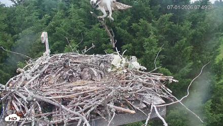 Medina Washington Live Osprey Nest Webcam - Jul 1, 2026, 7:50am PDT