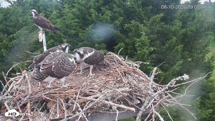 Medina Washington Live Osprey Nest Webcam - Aug 10, 2026, 9:07am PDT