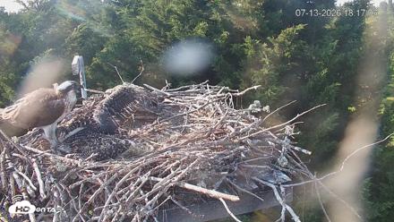 Medina Washington Live Osprey Nest Webcam - Jul 13, 2026, 6:17pm PDT
