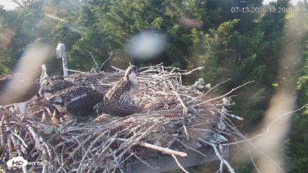 Medina Washington Live Osprey Nest Webcam - Jul 13, 2026, 6:29pm PDT