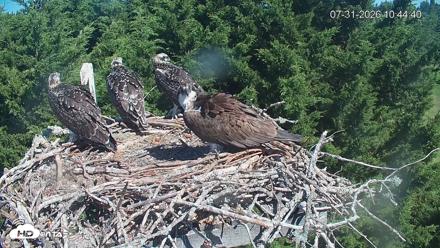 Medina Washington Live Osprey Nest Webcam - Jul 31, 2026, 10:45am PDT