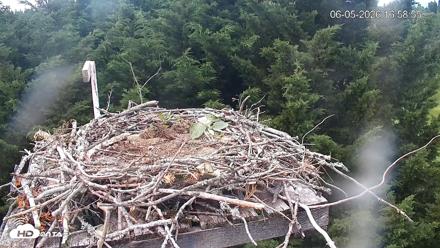 Medina Washington Live Osprey Nest Webcam - Jun 5, 2026, 5:00pm PDT