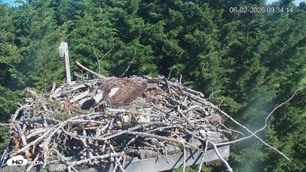Medina Washington Live Osprey Nest Webcam - Jun 2, 2026, 9:34am PDT