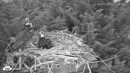 Medina Washington Live Osprey Nest Webcam - Apr 27, 2026, 5:55am PDT